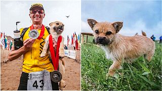 Gobi, o cão que ganhou um lar a correr