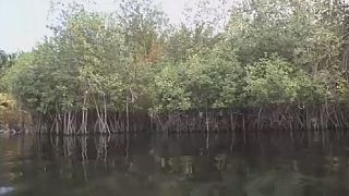 Benin launches Mangroves ecosystems restoration pilot