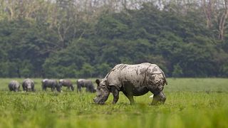 China to allow 'strictly controlled' rhino and tiger trade