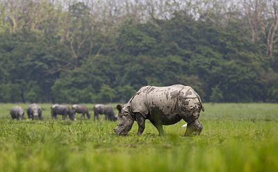 A one-horned rhinoceros.