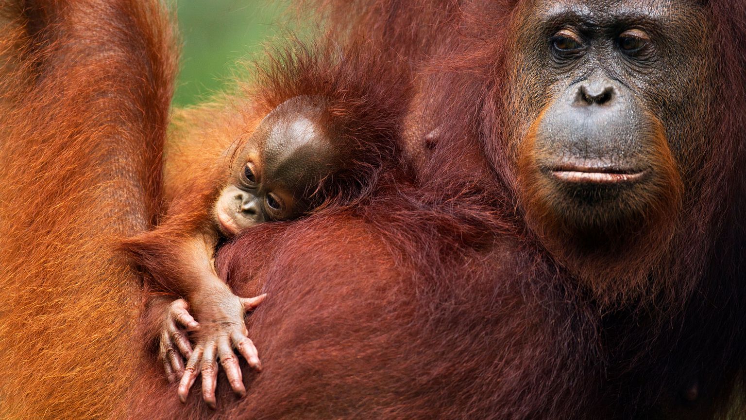 World's vertebrate population dropped by 60 percent since 1970, WWF says