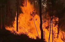 В Португалии бушуют лесные пожары