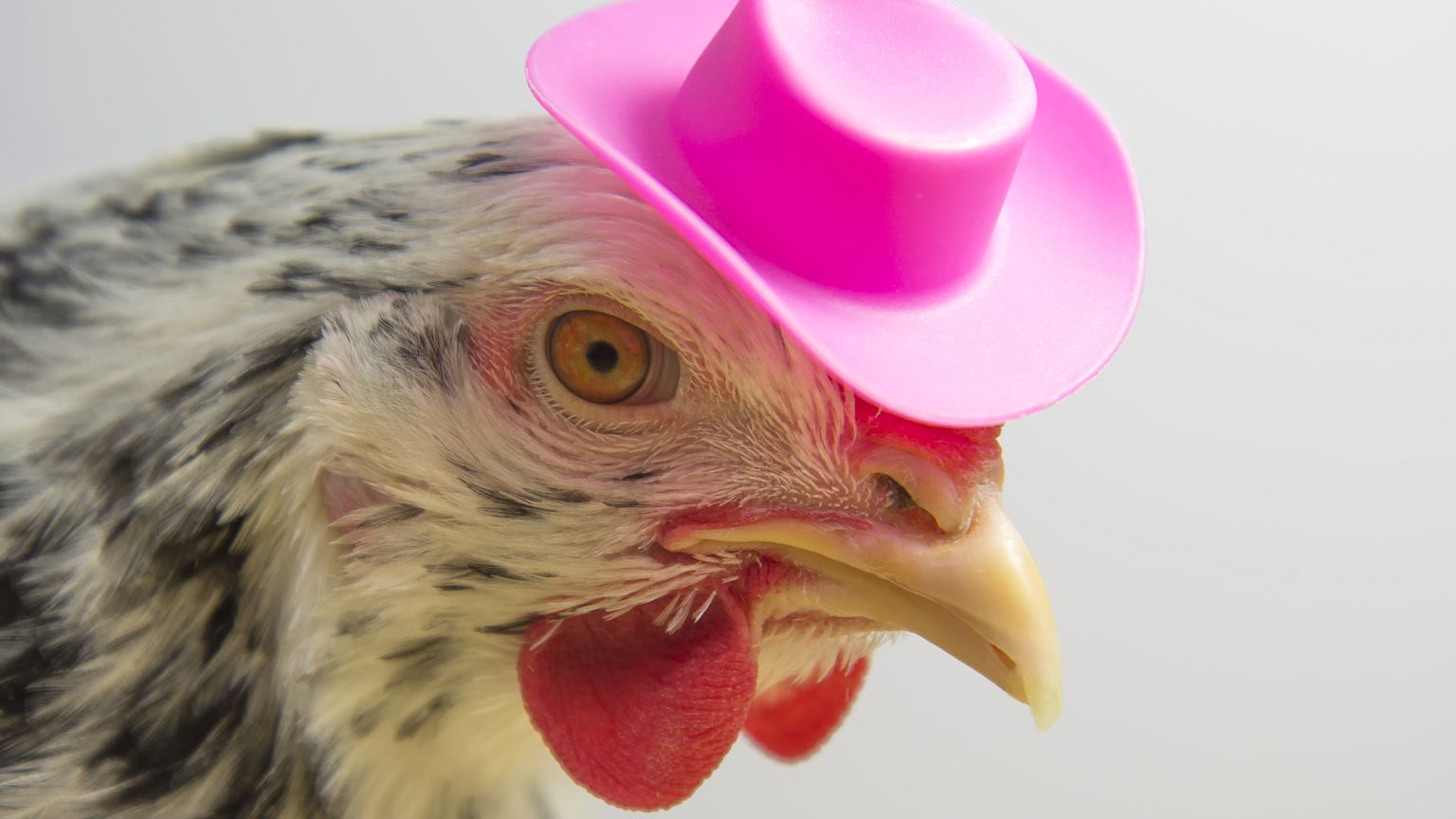 Chickens in Halloween costumes