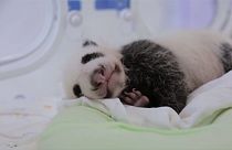 Şangay'ın ilk pandası 1 aylık oldu
