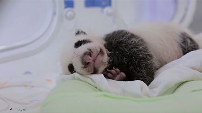 The first panda born in Shanghai turns one month old