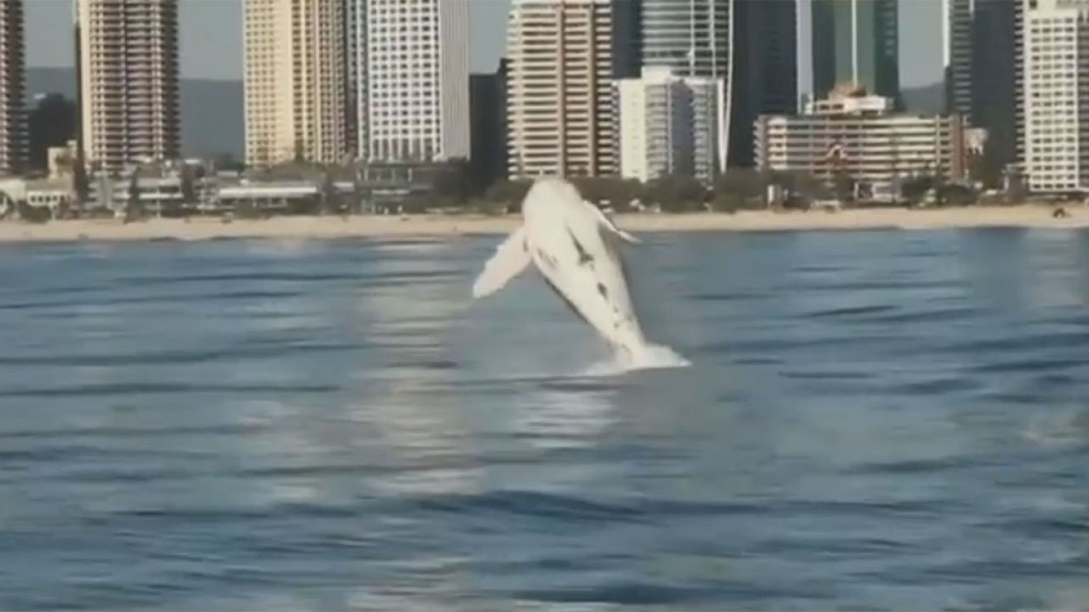 Im Video: Humpback Highway - das Paradies der Buckelwale in Australien