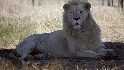 Kenya fits lions with GPS collars to prevent human-lion conflict