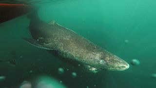 400 évig élhet a grönlandi cápa