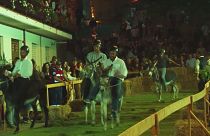 Quem são os burros nesta tradicional corrida de Cuccaro Vetere?