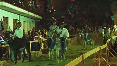 Stur geradeaus? Eselrennen in Italien amüsiert zahlreiche Touristen