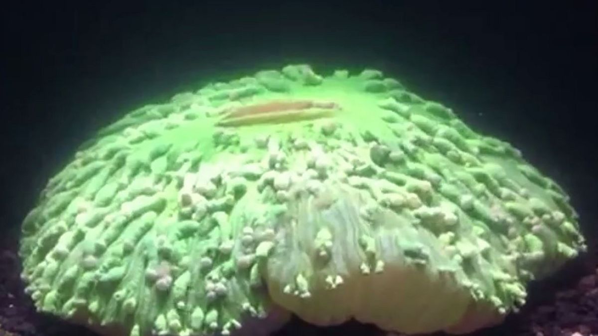 VIDEO: Was passiert, wenn es der Koralle zu heiß wird