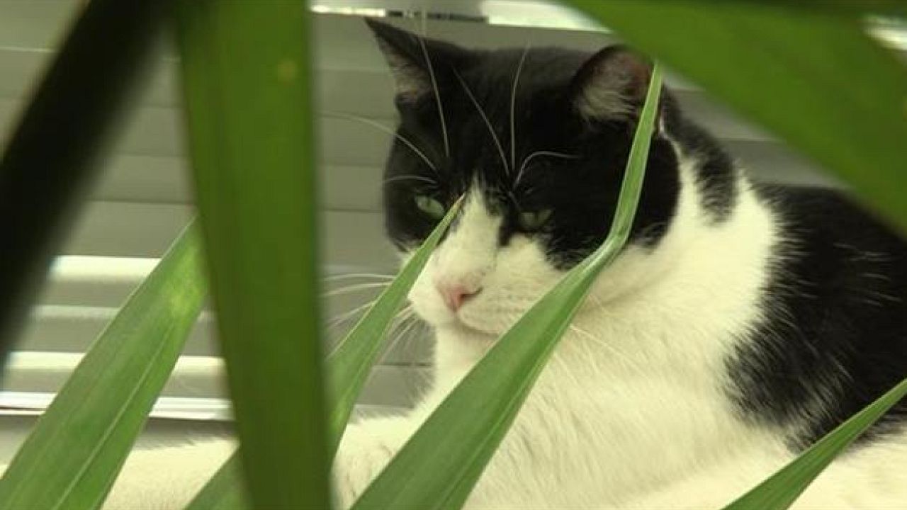 Chacun cherche son chat Chacun cherche son chat