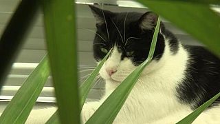 Chacun cherche son chat Chacun cherche son chat