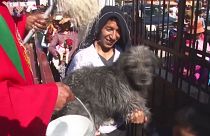 Bolivia: priest blesses animals with holy water