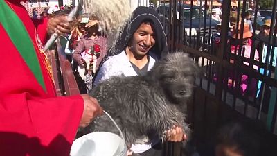 Bolivia: Un sacerdote bendice a los animales con agua bendita