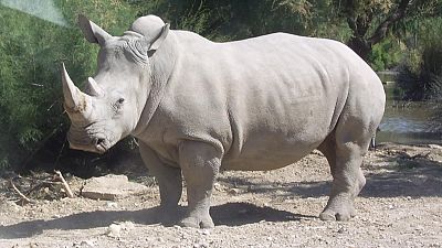 Afrique du Sud : un trafiquant chinois de cornes de rhinocéros arrêté