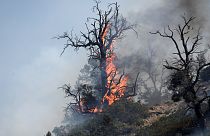 Flammenmeer in Kalifornien zerstört fast 100 Wohnhäuser