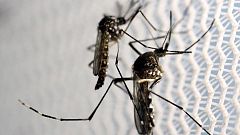 Zika: Lokale Ausbreitung in Florida