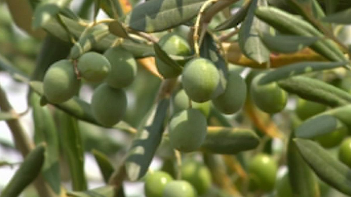 Хорватии грозит неурожай оливок