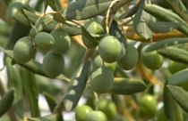 Croatie: les olives victimes de la sécheresse exceptionnelle