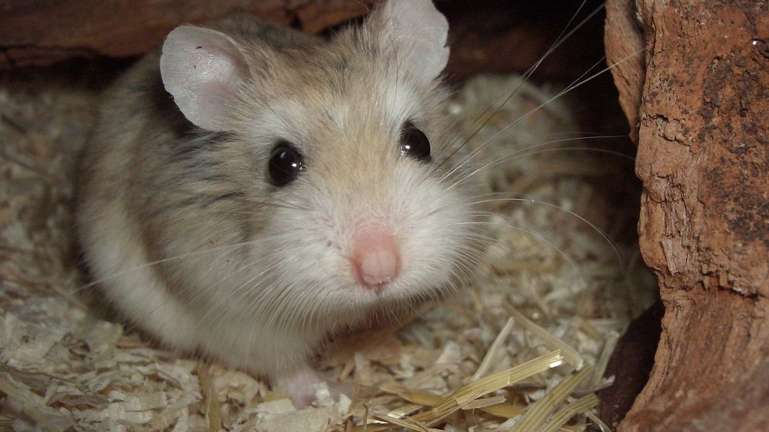 Einige der besten Tweets: #Hamsterkäufe - Regierung erntet Lacher und Kritik