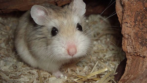 Einige der besten Tweets: #Hamsterkäufe - Regierung erntet Lacher und Kritik Einige der besten Tweets: #Hamsterkäufe - Regierung erntet Lacher und Kritik