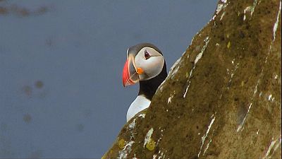 Iceland: Puffin snorkeling!