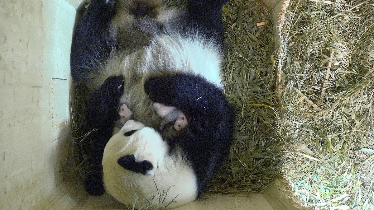 Sie krabbeln schon: 16 Tage alte Panda-Zwillinge in Schönbrunn