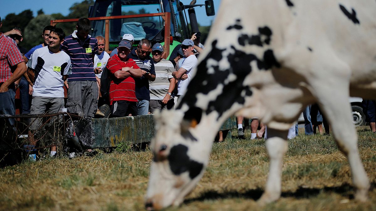 França: A crise do leite opõe produtores a industriais