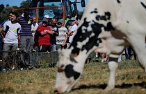 França: A crise do leite opõe produtores a industriais
