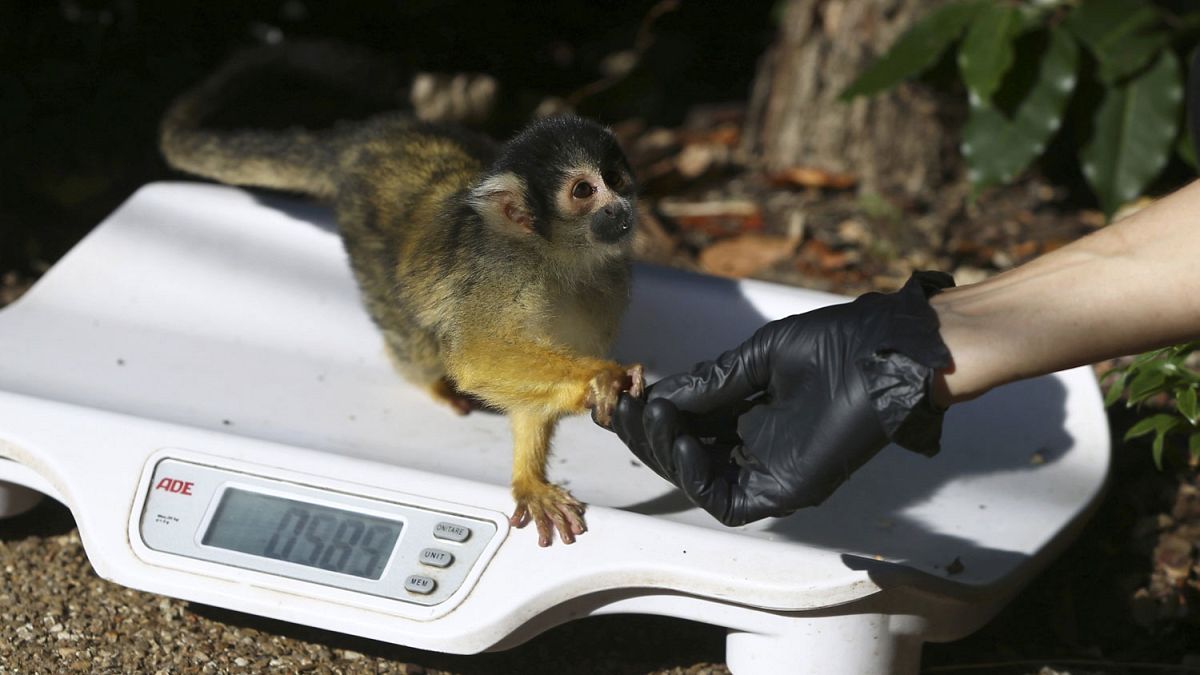 Don't be shy! Animals lured onto scales for annual weigh-in at London Zoo