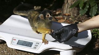 Pesée annuelle pour les pensionnaires du zoo de Londres