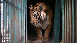 Le tigre Laziz est arrivé en Afrique du Sud vendredi