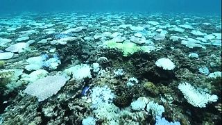 La decoloración de coral en islas del suroeste de Japón es cada vez mayor
