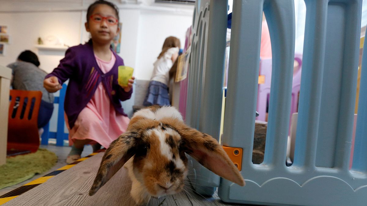В Гонконге открылось кроличье кафе