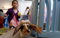 A Hong Kong, le premier café pour lapins vient d'ouvrir ses portes
