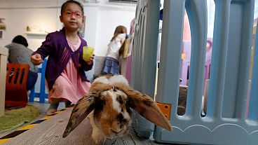 Hong Kong's first 'rabbit café' opens its doors