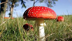 The Magic of Mushrooms
