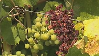 Fransa'da kötü hava şartları üzüm hasadını olumsuz etkiliyor