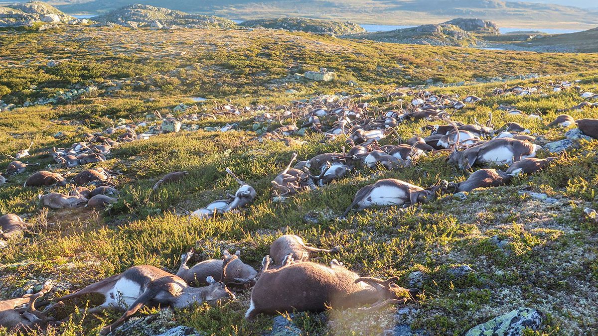 Норвегия: от удара молнии погибли более 320 оленей