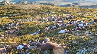 Raios matam renas na Noruega
