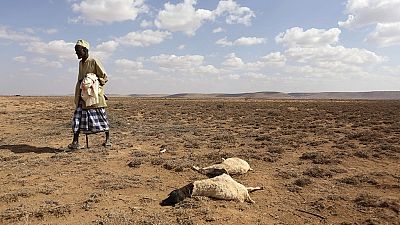 Comment l'Afrique peut lutter contre El Niño en 7 points