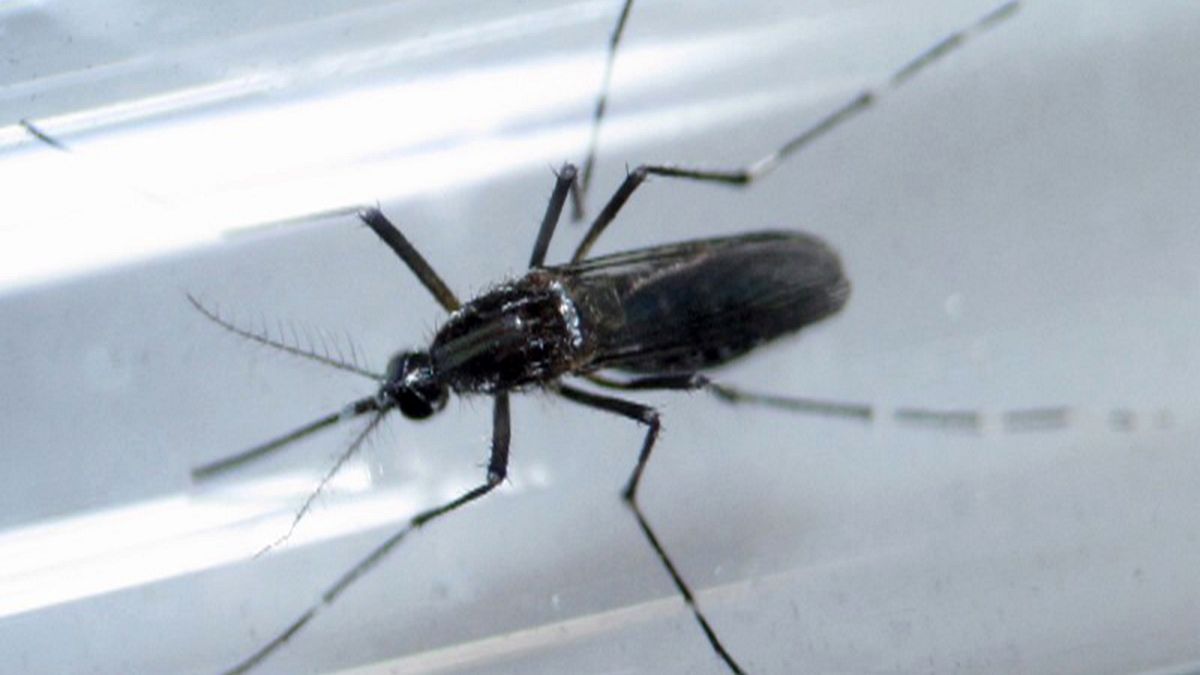 Guiné Bissau: Casos de Zika com estirpe diferente dos encontrados no Brasil