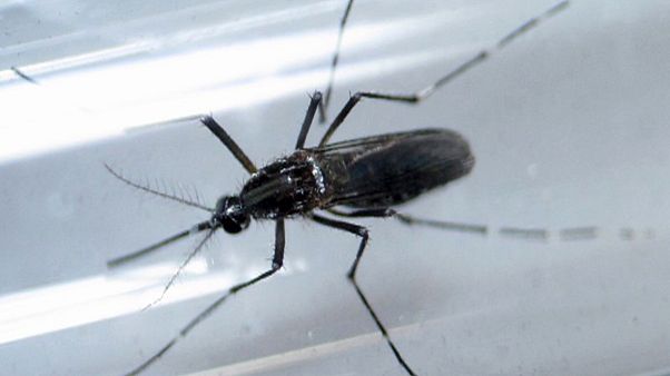 Guiné Bissau: Casos de Zika com estirpe diferente dos encontrados no Brasil Guiné Bissau: Casos de Zika com estirpe diferente dos encontrados no Brasil
