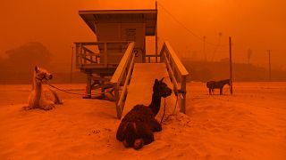 Fast-Spreading Hill and Woolsey Fires Force Evacuations In California's Ven