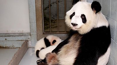 Due panda-gemelli nati in zoo USA