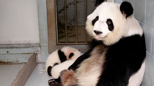 Due panda-gemelli nati in zoo USA Due panda-gemelli nati in zoo USA