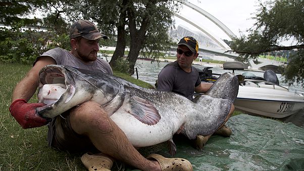 Siluro gigante pescado en pleno centro de Lyon Siluro gigante pescado en pleno centro de Lyon