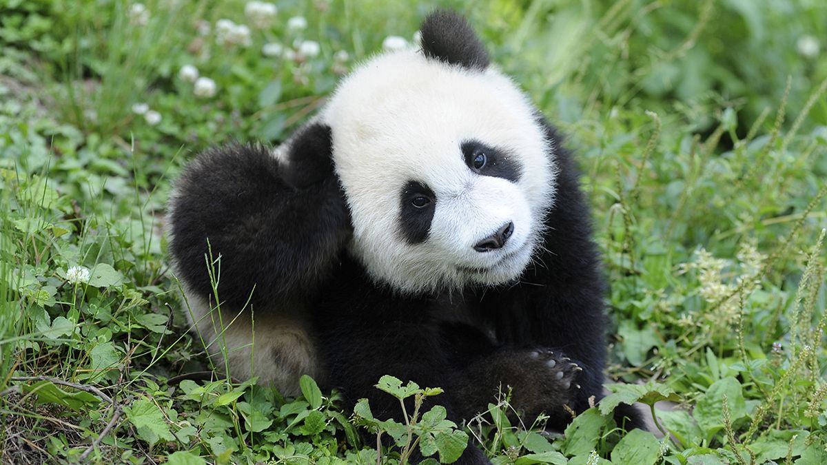 Dev pandalar artık "hassas" Grauer gorilleri ise "nesli tükenmekte olan" listesinde