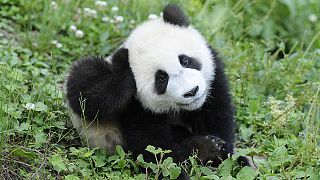 Wildlife groups hail the Giant Panda's revival